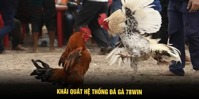 Khái quát hệ thống đá gà 78WIN